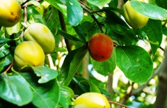 隣の柿はよく客食う柿だ