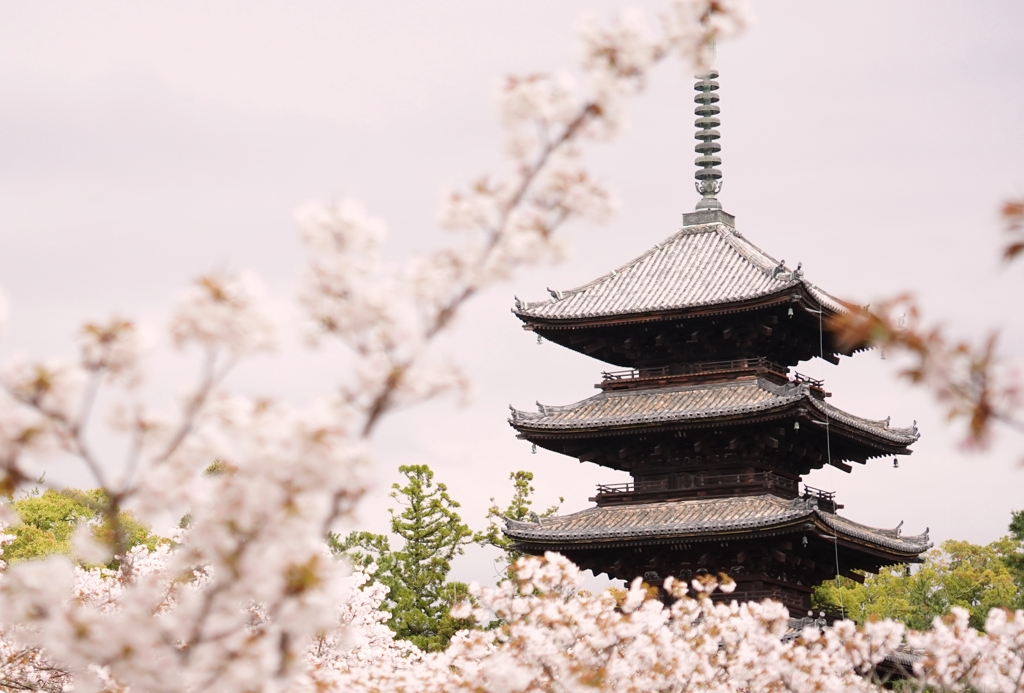 仁和寺五重の塔と御室桜