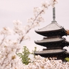 仁和寺五重の塔と御室桜