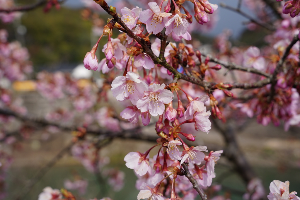 雨の河津桜