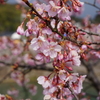 雨の河津桜