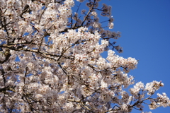 青空レストラン