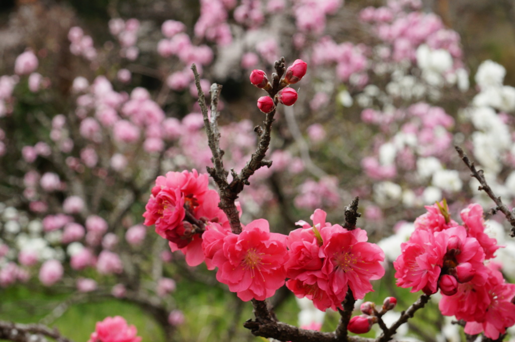 赤い桃の花