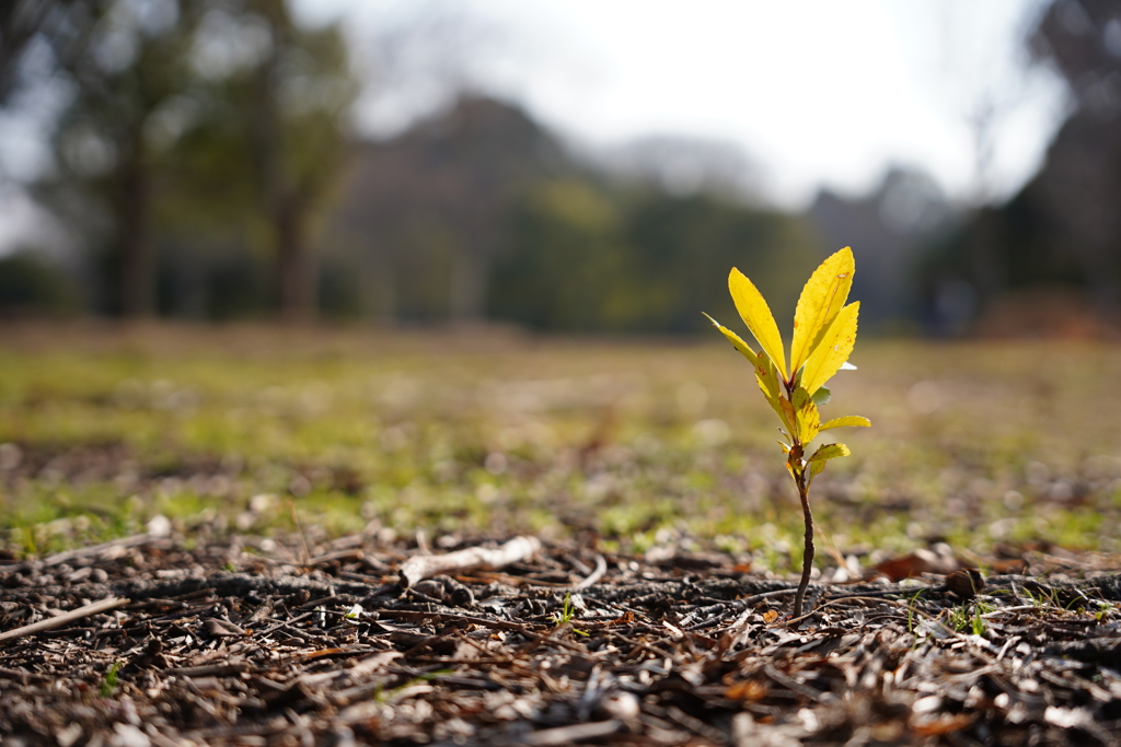 ひとりでできるもん