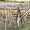 天日干し