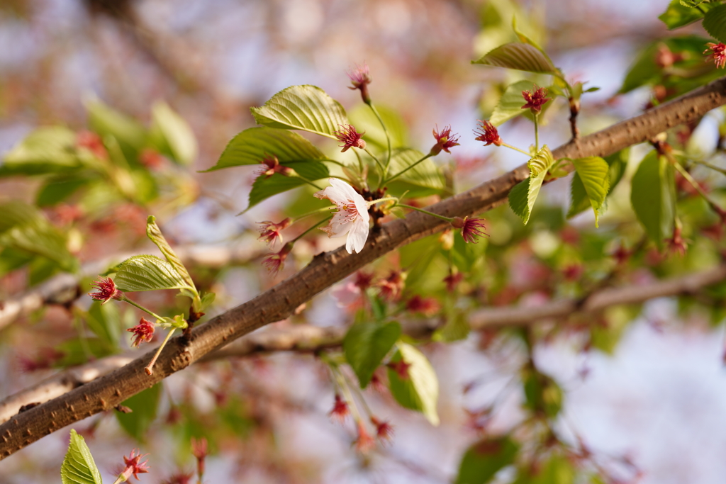 葉桜へ