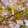 葉桜へ