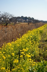 菜の花街道