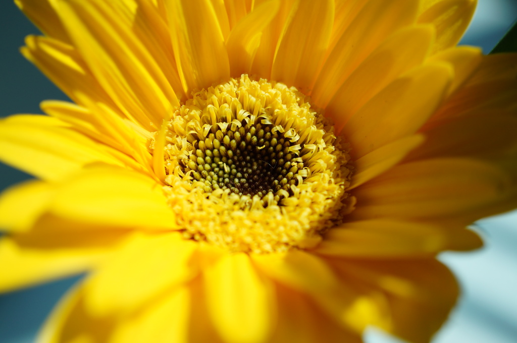 春は黄色の花から