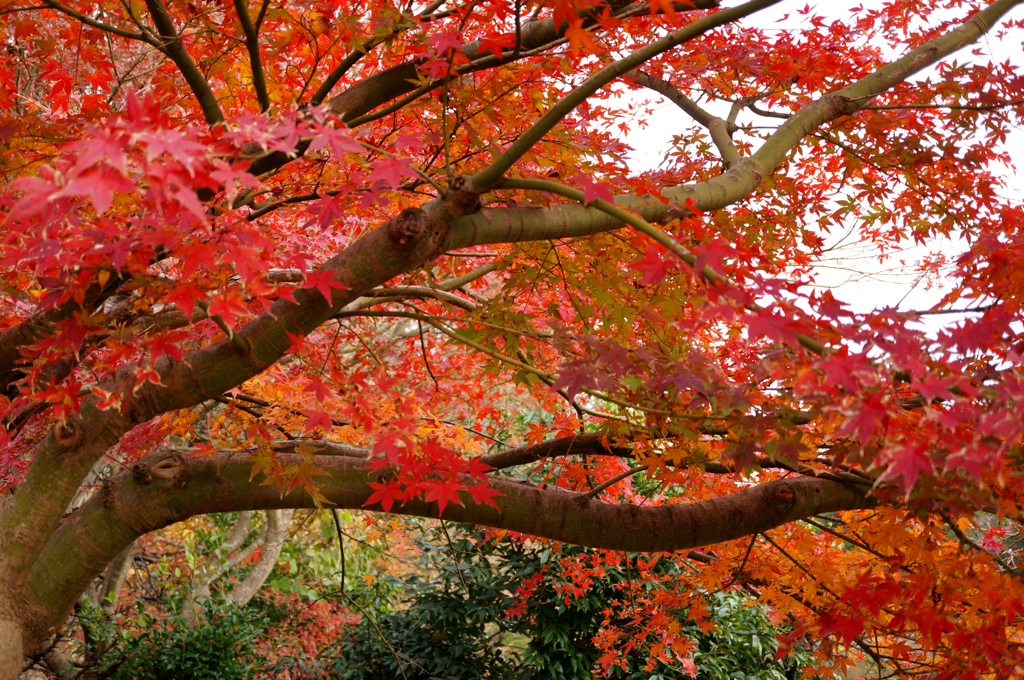 まだまだ紅葉