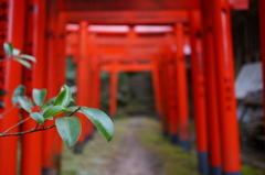 椿と赤鳥居