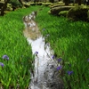 菖蒲川