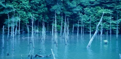 水没林