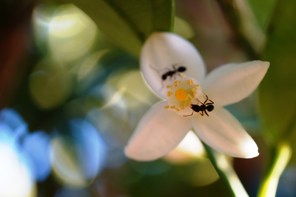アリとキリキリ舞い
