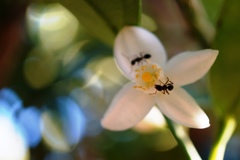 アリとキリキリ舞い