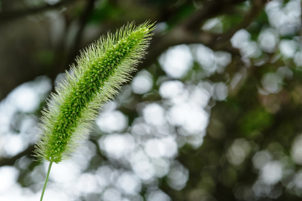 えのころ草