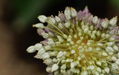 ネギの花
