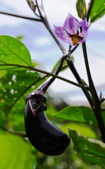 茄子の花