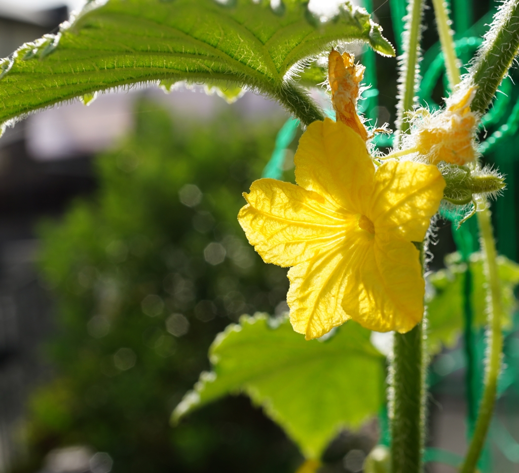 キュウリの花