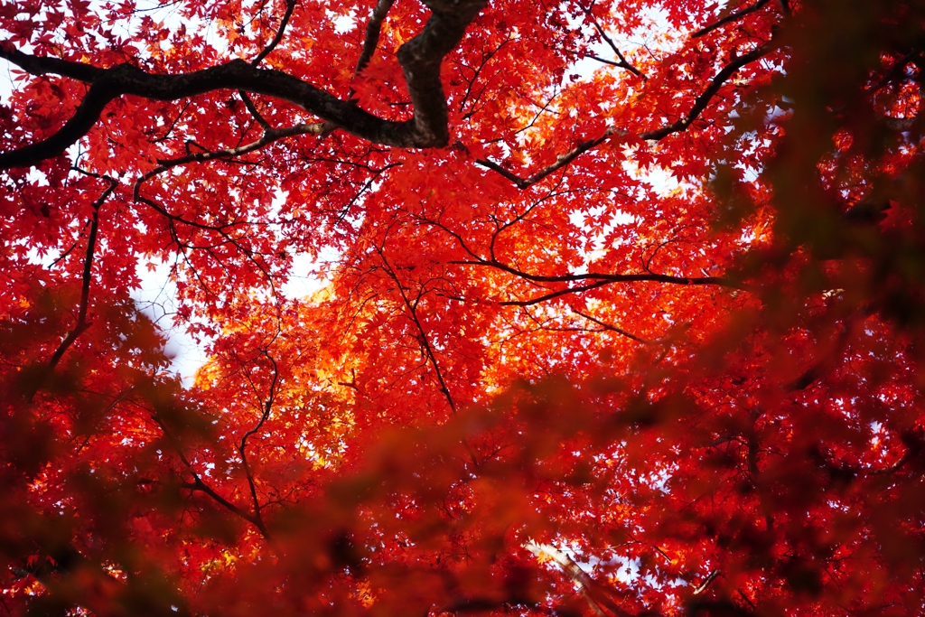 深紅の花