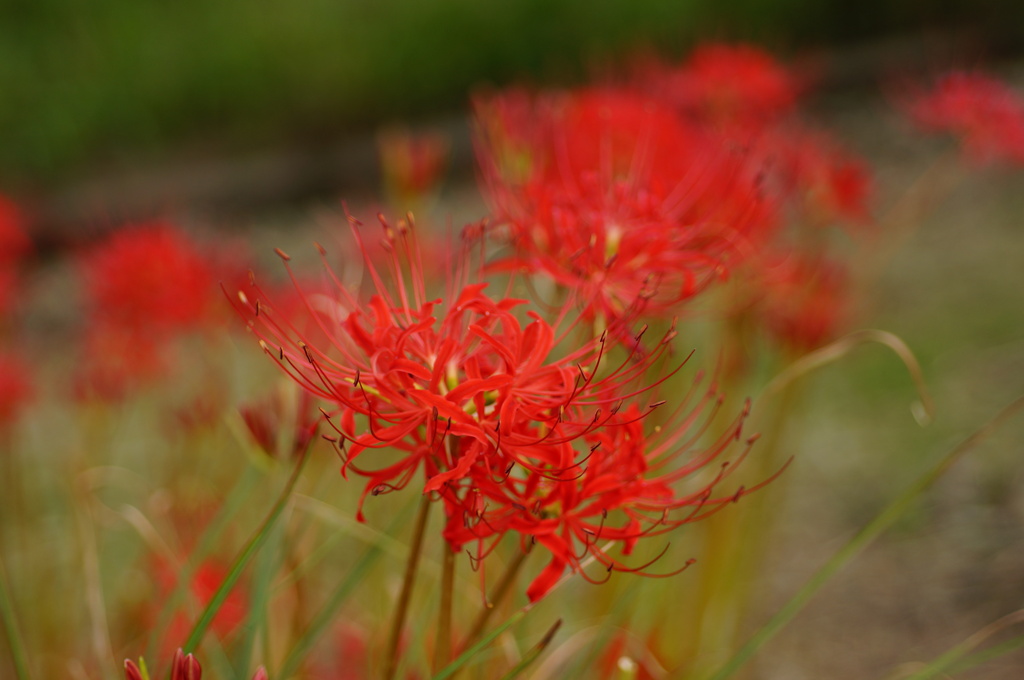 曼珠沙華