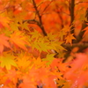 まだ頑張ってる