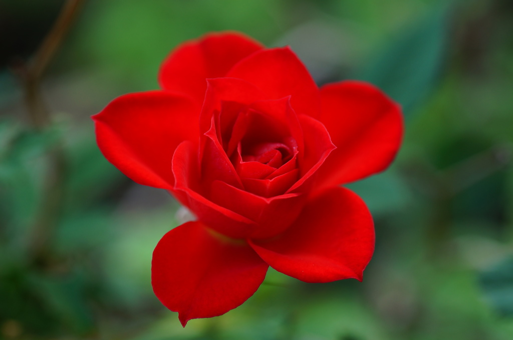 秋薔薇