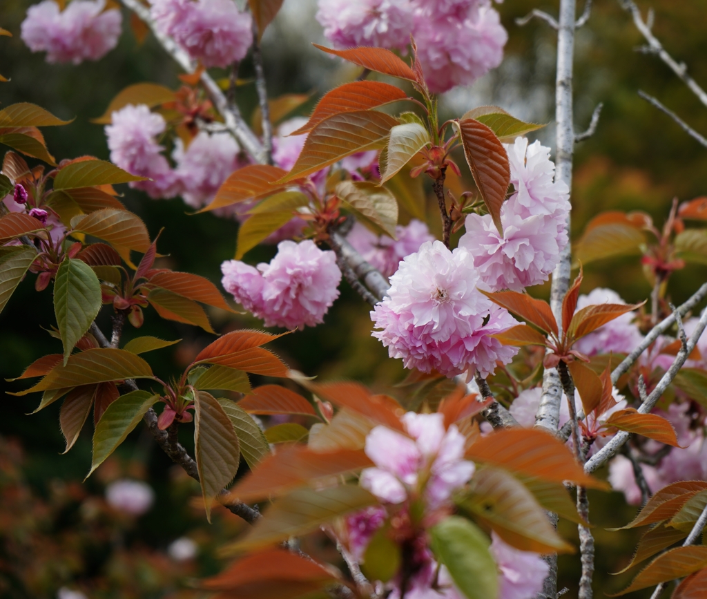 八重桜