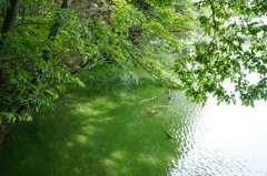 バスクリンの池
