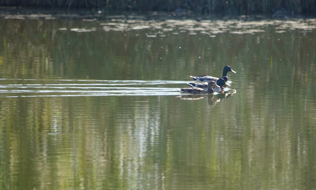 泳跡のかけはし