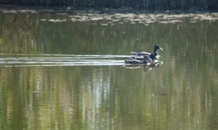 泳跡のかけはし