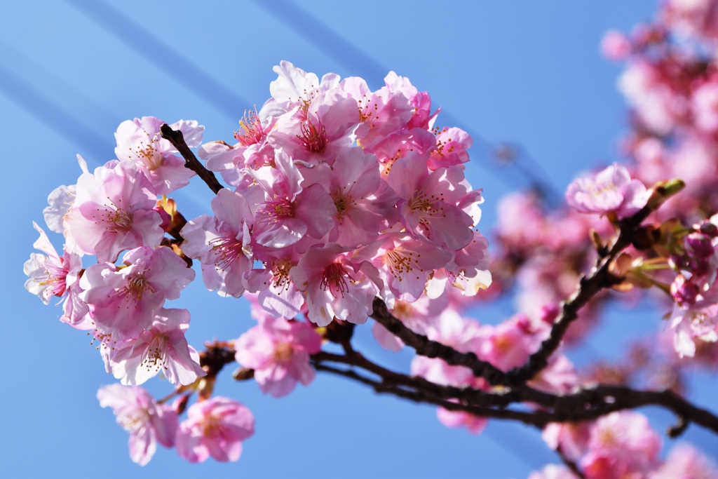 河津桜