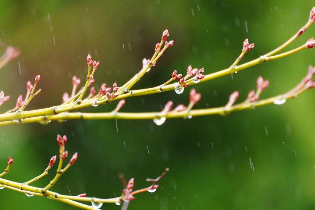 雨だれ