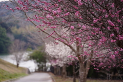 よろこびの道・紅白梅