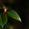 蕾