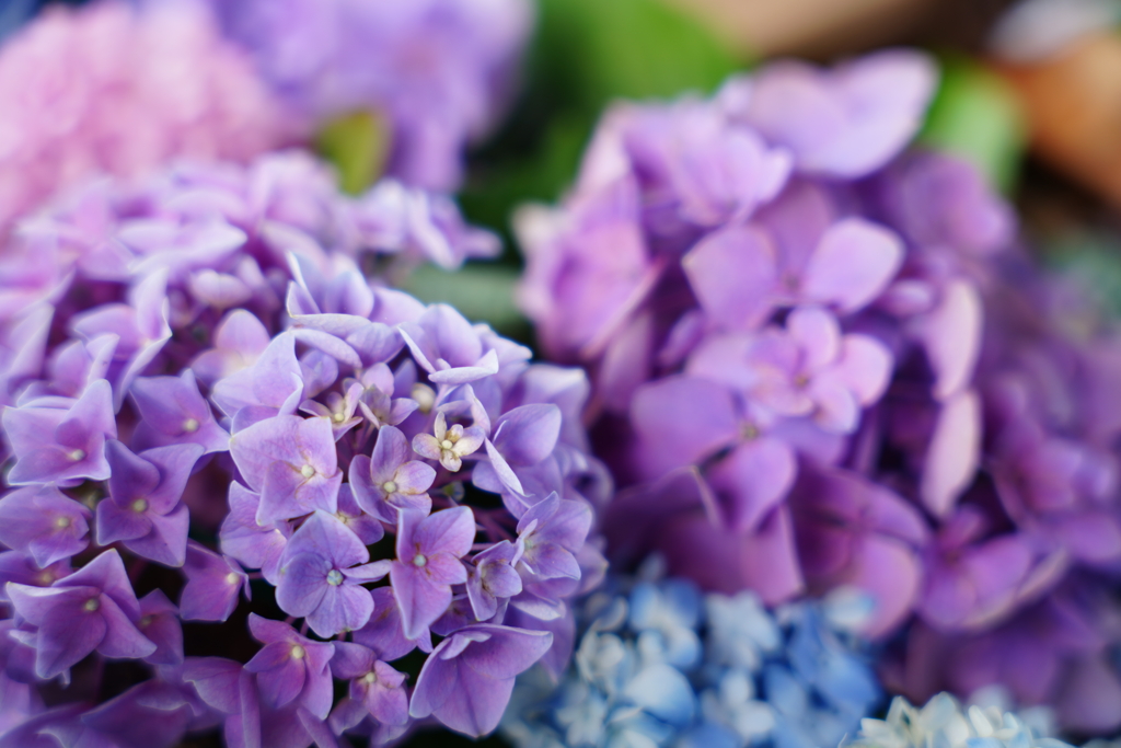 冷やし紫陽花
