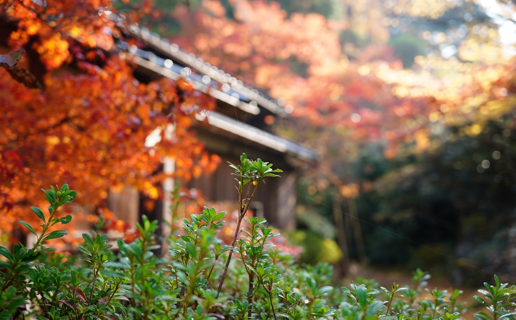 紅葉きらめいて