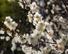 満開の梅花