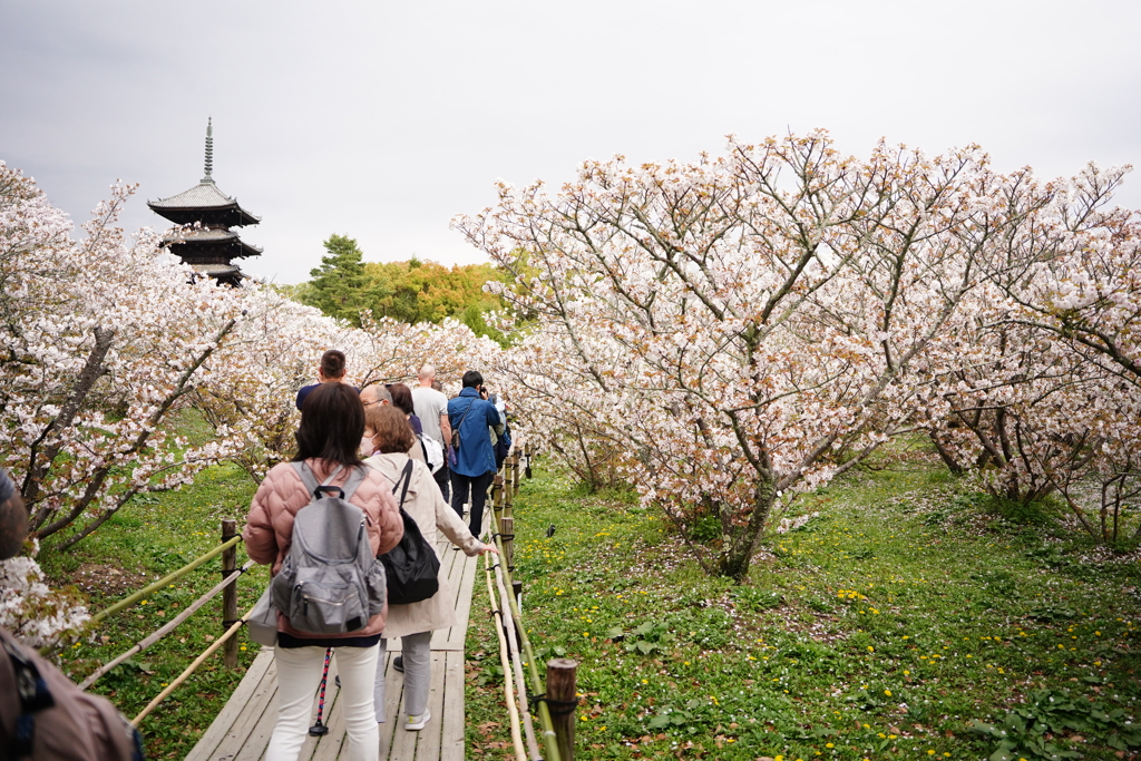 御室桜を縫って