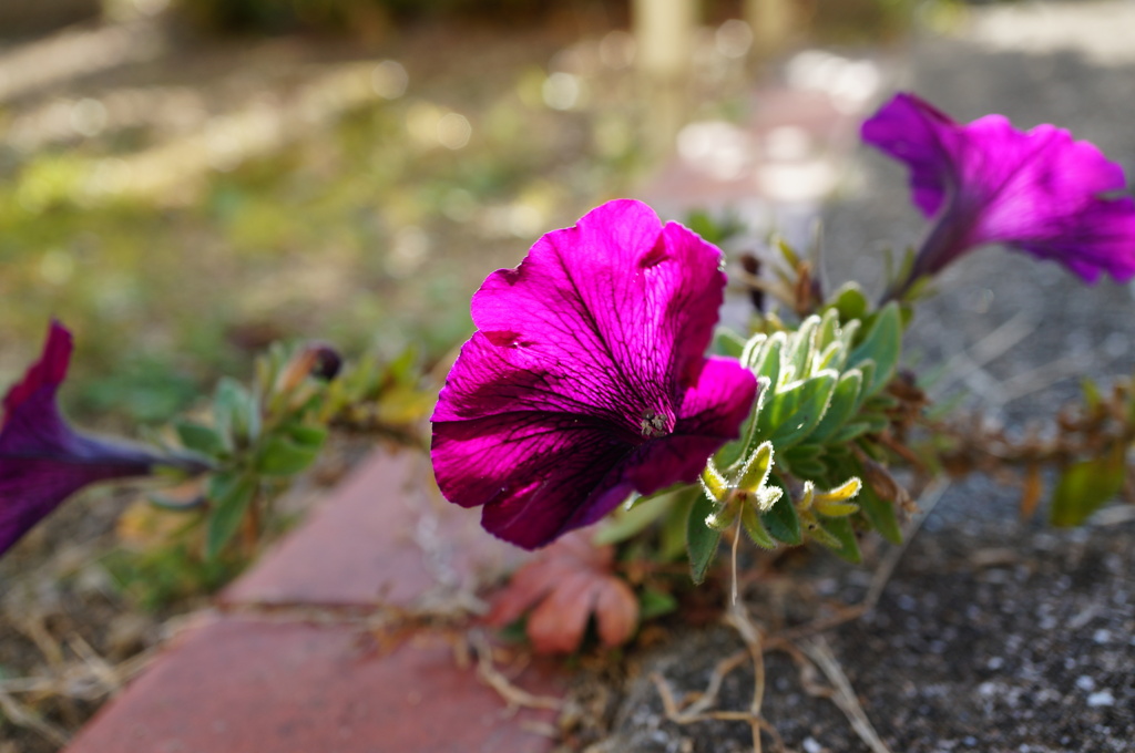 路傍の花
