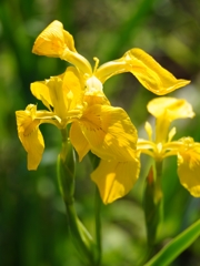 黄菖蒲