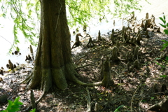 ラクウショウの気根