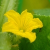 胡瓜の花