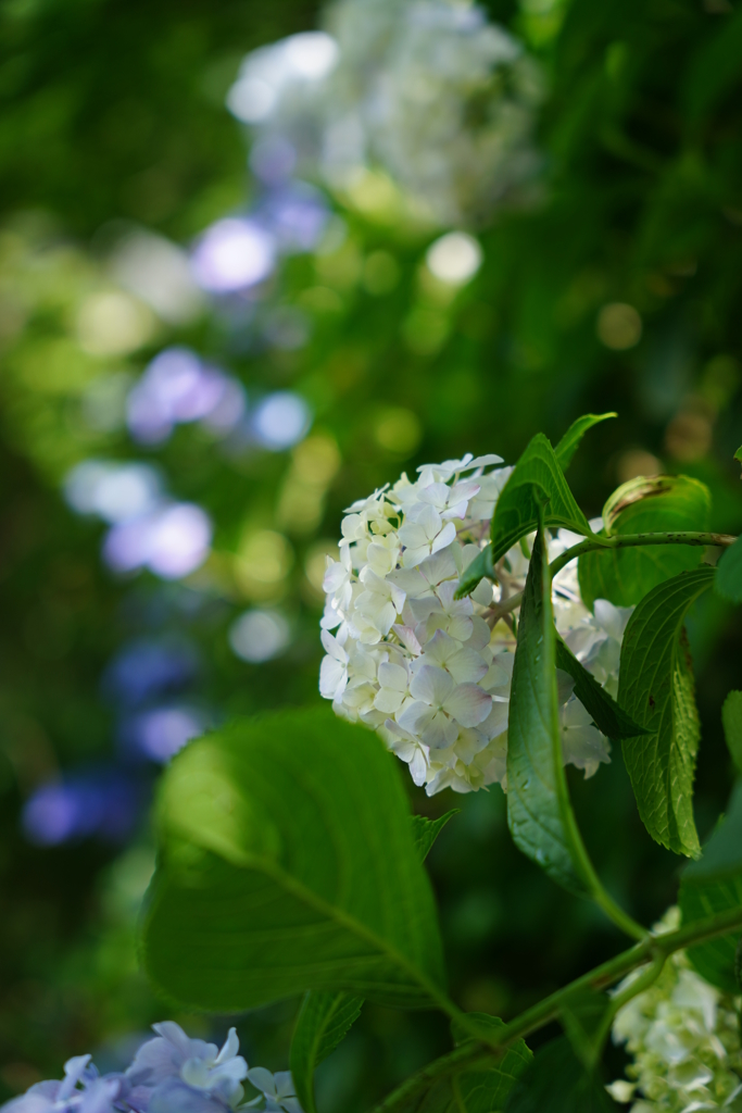 紫陽花通り