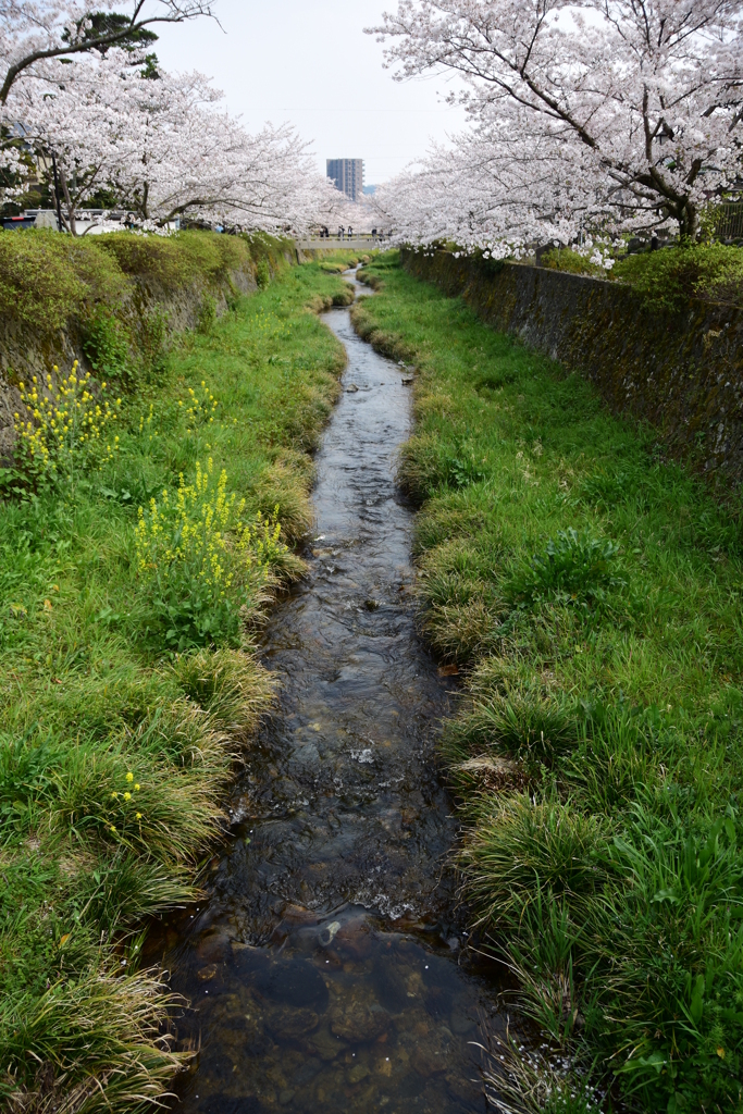 春の小川