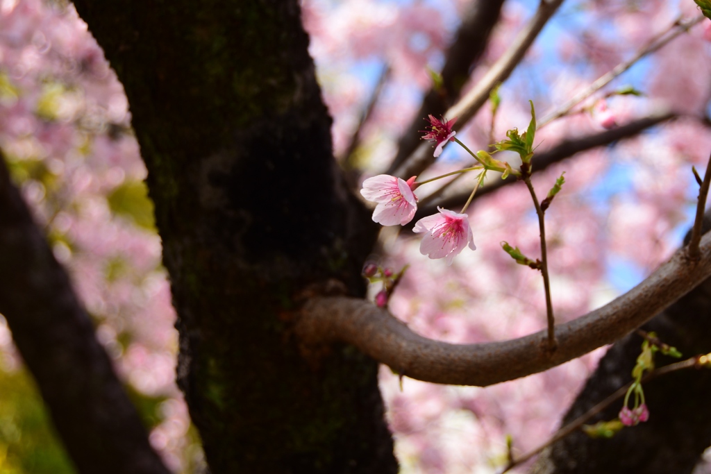 大漁桜