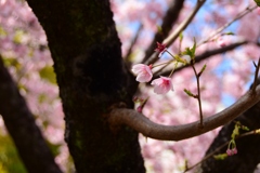 大漁桜