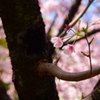 大漁桜