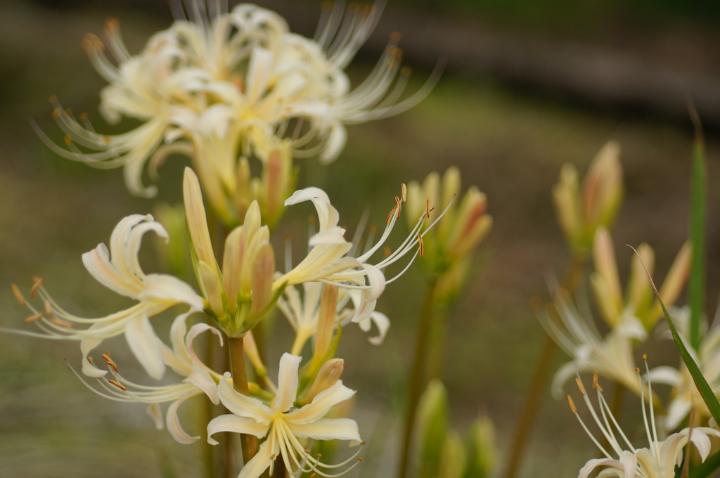 白花曼珠沙華