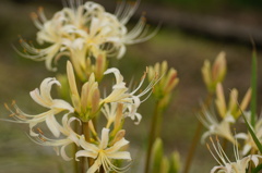 白花曼珠沙華